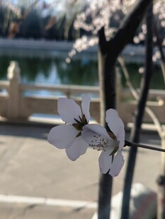 湖畔绽放的美丽白色花朵