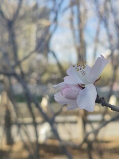 枝头绽放的粉嫩桃花