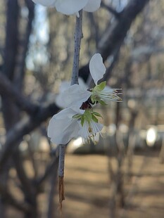 枝头绽放的洁白花朵