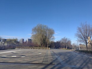 冬日空旷道路与远处树木