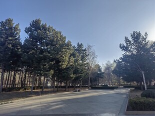 阳光照耀下的林荫道路