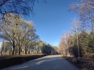 冬日林间静谧小路