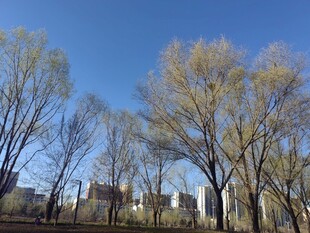 蓝天映衬下的光秃树木