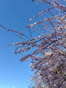 蓝天映衬下的烂漫花枝