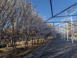 冬日林荫道的静谧景致