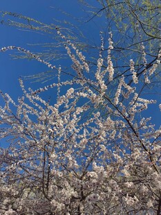 蓝天映衬下的繁花树枝
