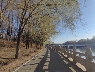 春日河畔柳荫下的步道