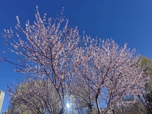 蓝天映衬下绽放的桃花