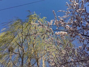 春日繁花绿树蓝天景致