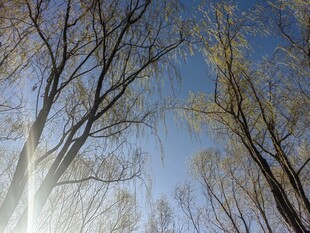 仰观蓝天映衬下的树木