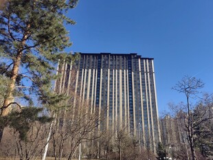 高楼矗立在树木环绕间