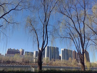 城市河畔柳景