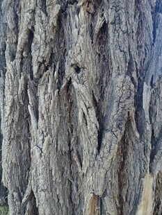 树皮纹理特写