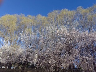 春日繁花与绿树相映成趣