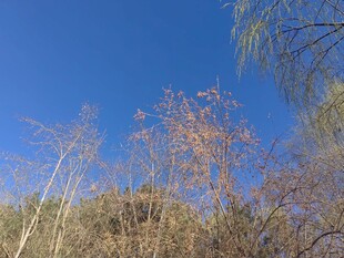 蓝天映衬下的萧瑟树木