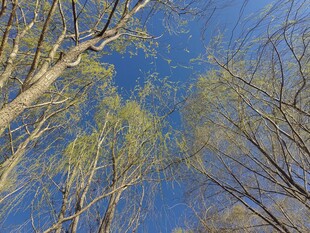 仰视蓝天映衬下的树林