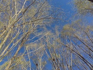 仰观蓝天映衬下的树木