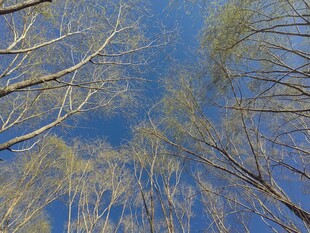 仰观蓝天与萌芽树木