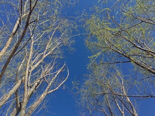 仰观蓝天树枝新绿初绽