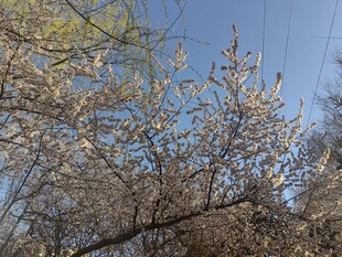 枝头繁花绽春光