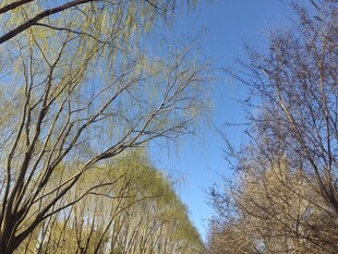 春日林间蓝天与光秃树枝