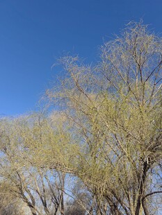 蓝天映衬下的嫩绿树木