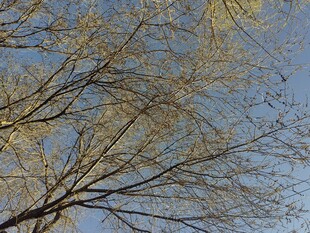 蓝天映衬下的光秃树枝