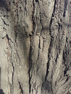 粗糙斑驳的树皮纹理