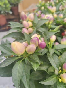 多彩花苞绿植特写