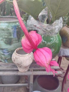 粉色花饰装点古朴陶器