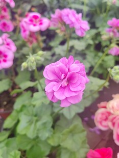 娇艳天竺葵绽放