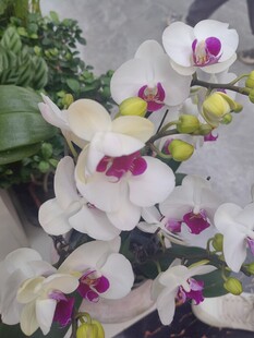 白色蝴蝶兰绽放美丽