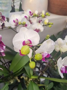 优雅白色蝴蝶兰绽放