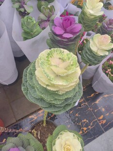 多彩多肉盆栽展示