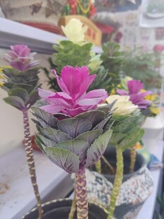 精致盆栽中的娇艳多彩花卉