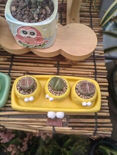 可爱多肉盆栽展示