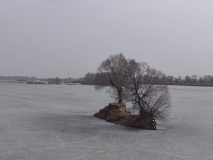 孤树屹立于冰封湖面