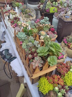 多样多肉植物展示