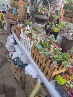 摆满多肉的户外花卉摊位