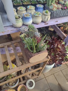 多样盆栽展示架上的生机