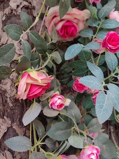 娇艳绽放的粉色玫瑰花