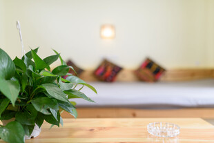 室内绿植与温馨家居一角