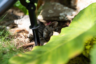 草丛中隐蔽的黑色机械装置