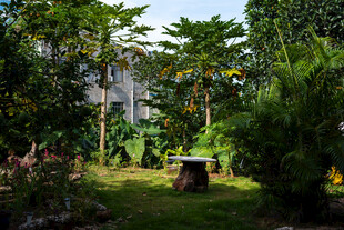 静谧庭院绿植环绕小景