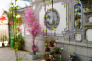 中式庭院景致 繁花点缀