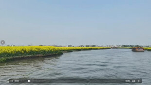 乘船赏河畔金黄油菜花