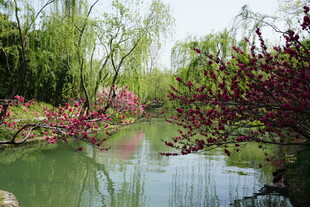 扬州瘦西湖河边的桃花