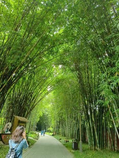 竹林小道
