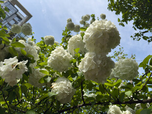 洁白绣球花绽放枝头