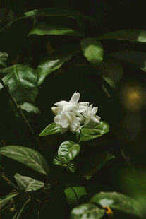 洁白茉莉花绽放绿叶间